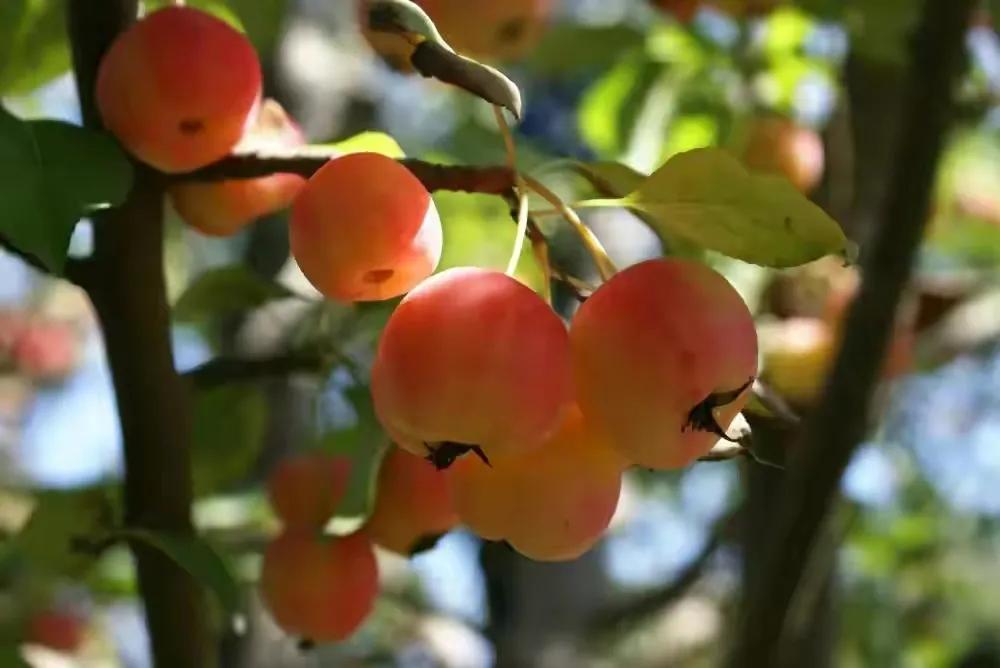 80后90后农村儿时零食野果,在海南儿时吃的野果还记得几种