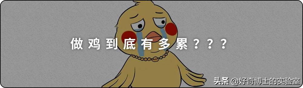 一只鸡难倒一群狗,一只鸡能有什么坏心思
