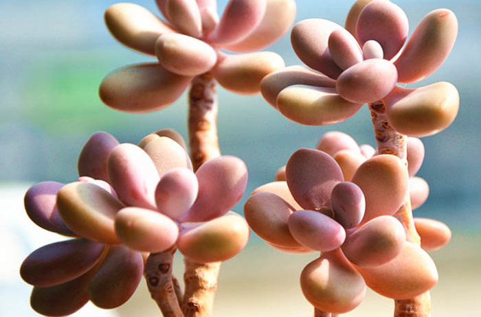 夏季桃蛋如何度夏,多肉桃蛋徒长了怎么办