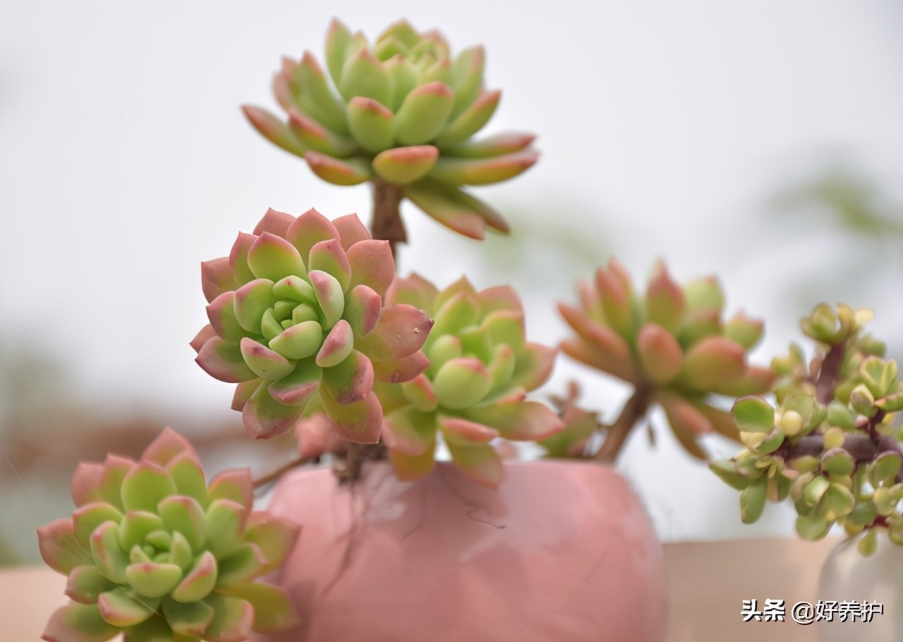 多肉植物往高长怎么处理,多肉徒长怎么办