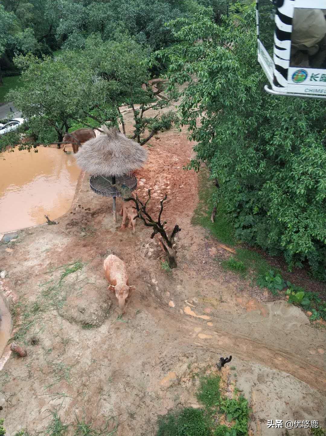 广州长隆野生动物园自驾大马戏,广州长隆野生动物园攻略马戏表演