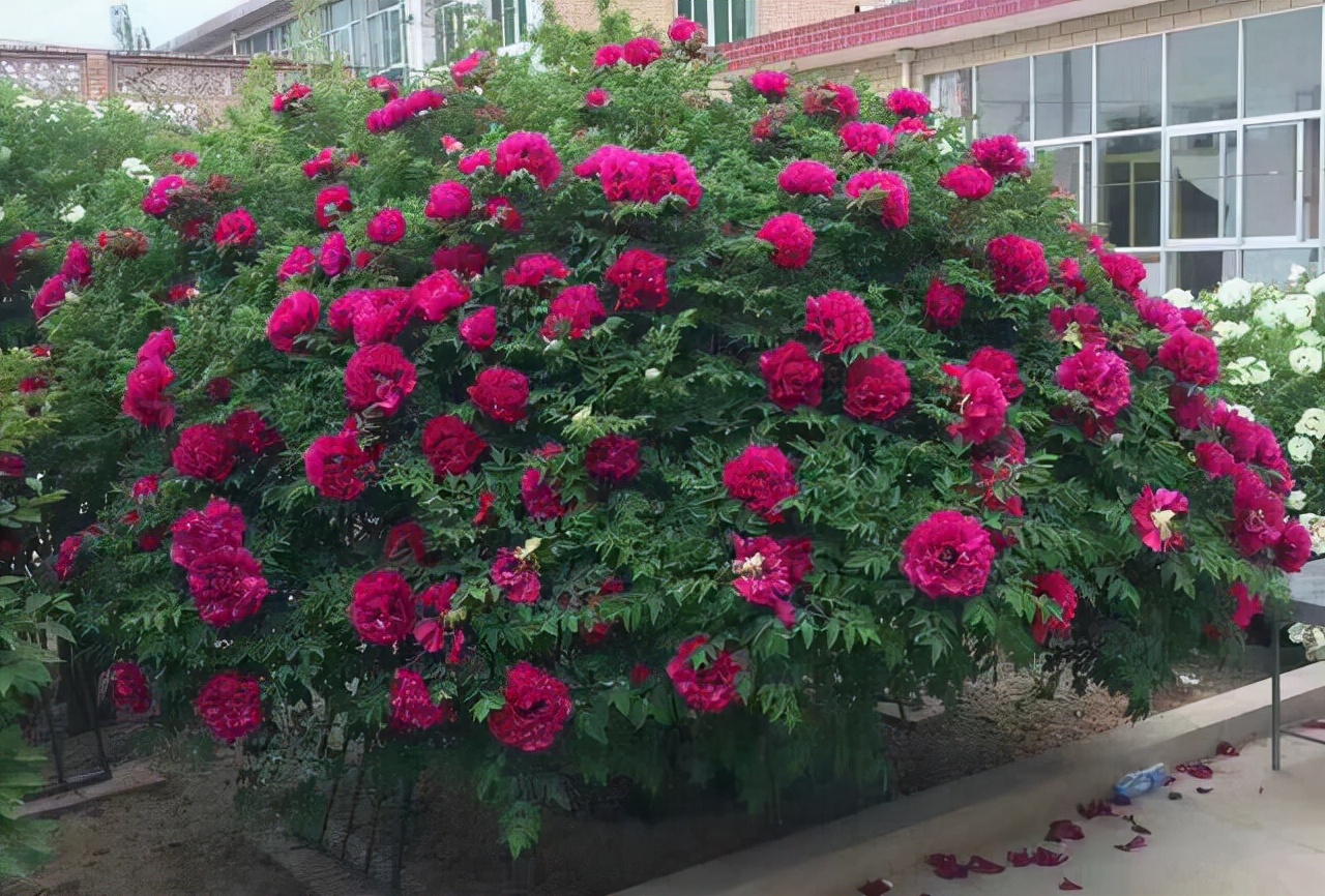 家里养的富贵花让你养几年才会开,客厅富贵花大全