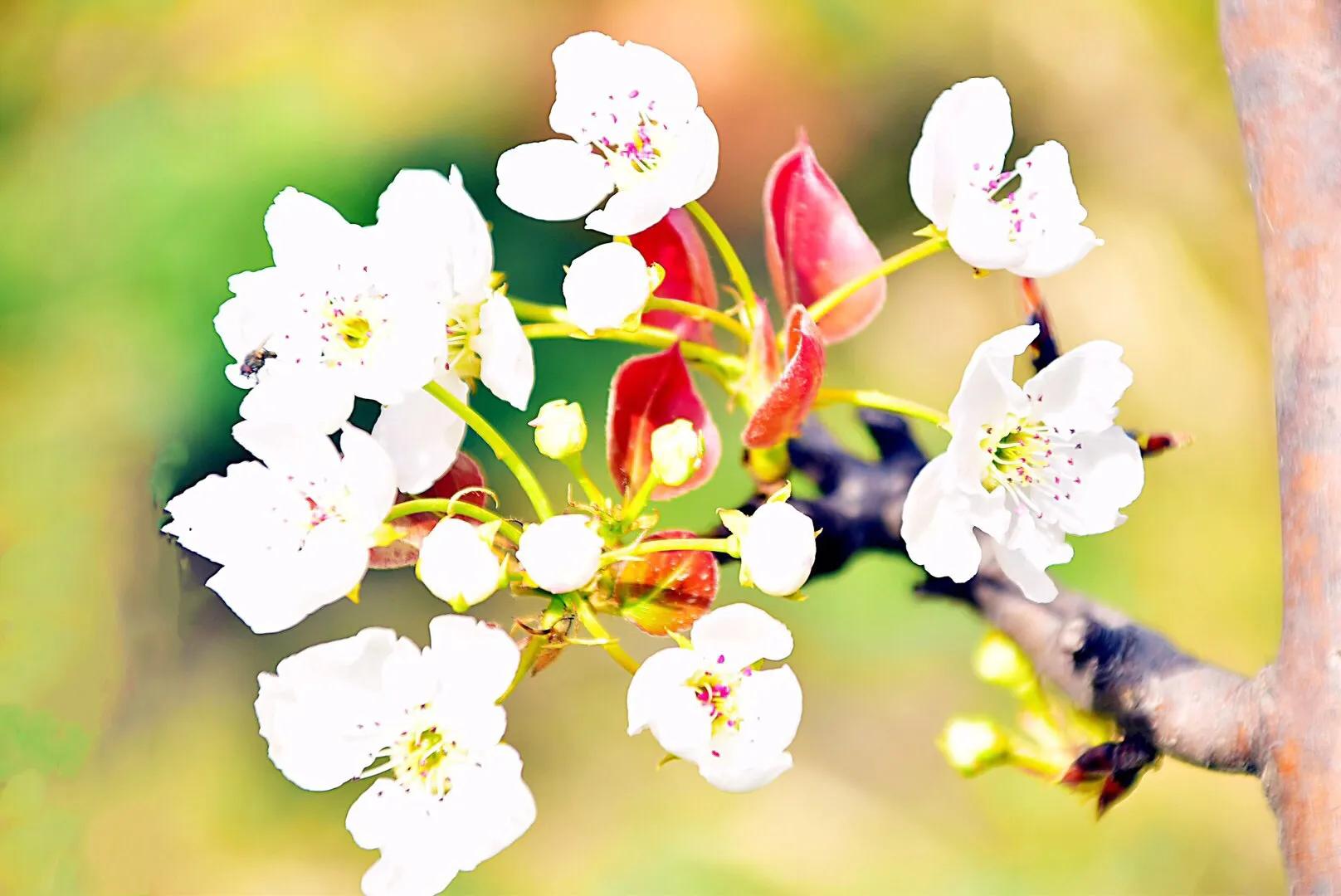 春游梨花林,邂逅三月梨花