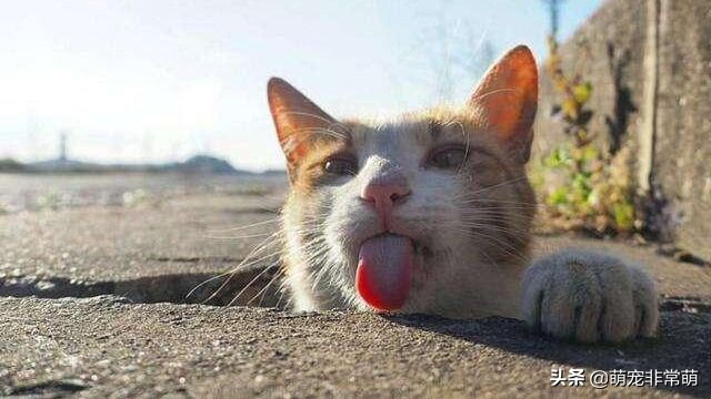 猫猫的四种基本反应,你知道猫猫是怎么喝水的吗