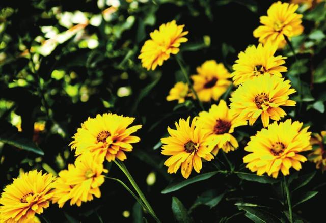 摄影基础中对景深的理解,摄影景深详解教程