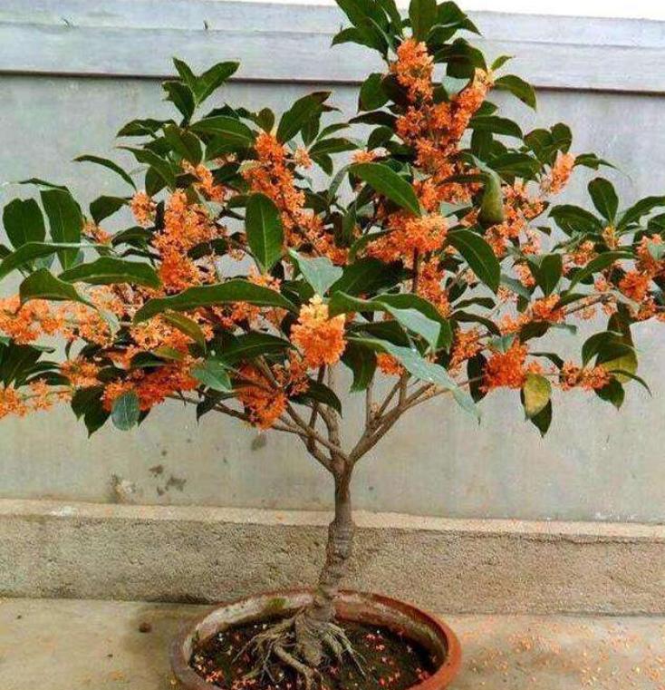 十种最吉利的镇宅花,家里养这5种旺宅花