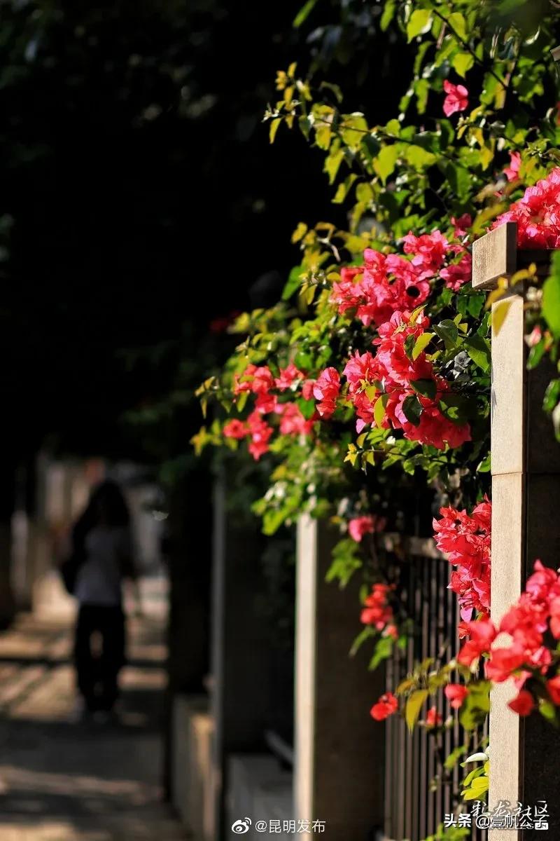 被大理的美景所折服,被丽江的风景美到了