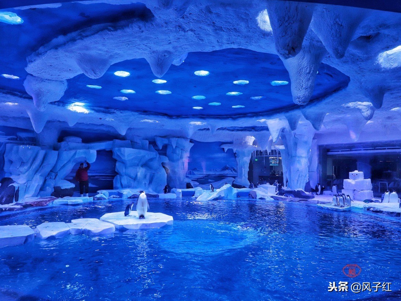 上海新地标丨海昌海洋公园一日游园玩法攻略