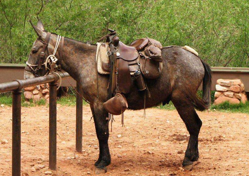 骡子无法繁衍后代的原因,骡子是什么为什么骡子不能怀孕