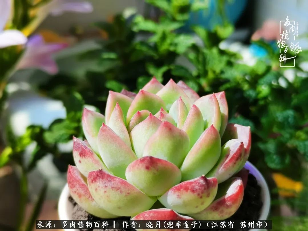 六年时间环游22个国家,却被多肉小萌物征服