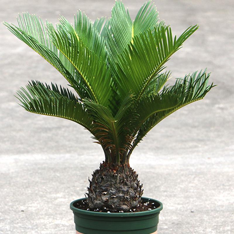 苏铁叶子特点,苏铁叶绿色怎么养