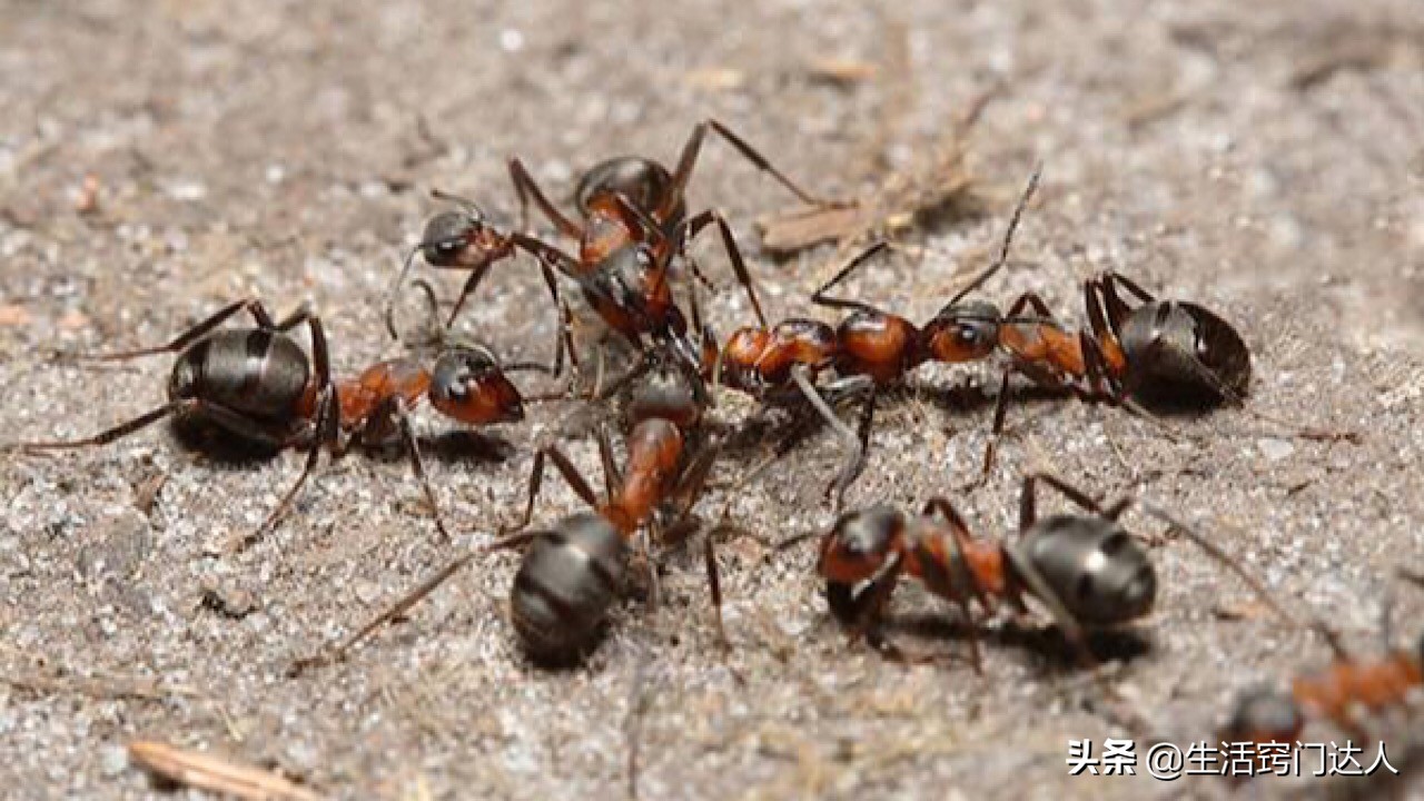 杀灭蚂蚁用什么方法最好,怎么驱赶蚂蚁最有效的方法