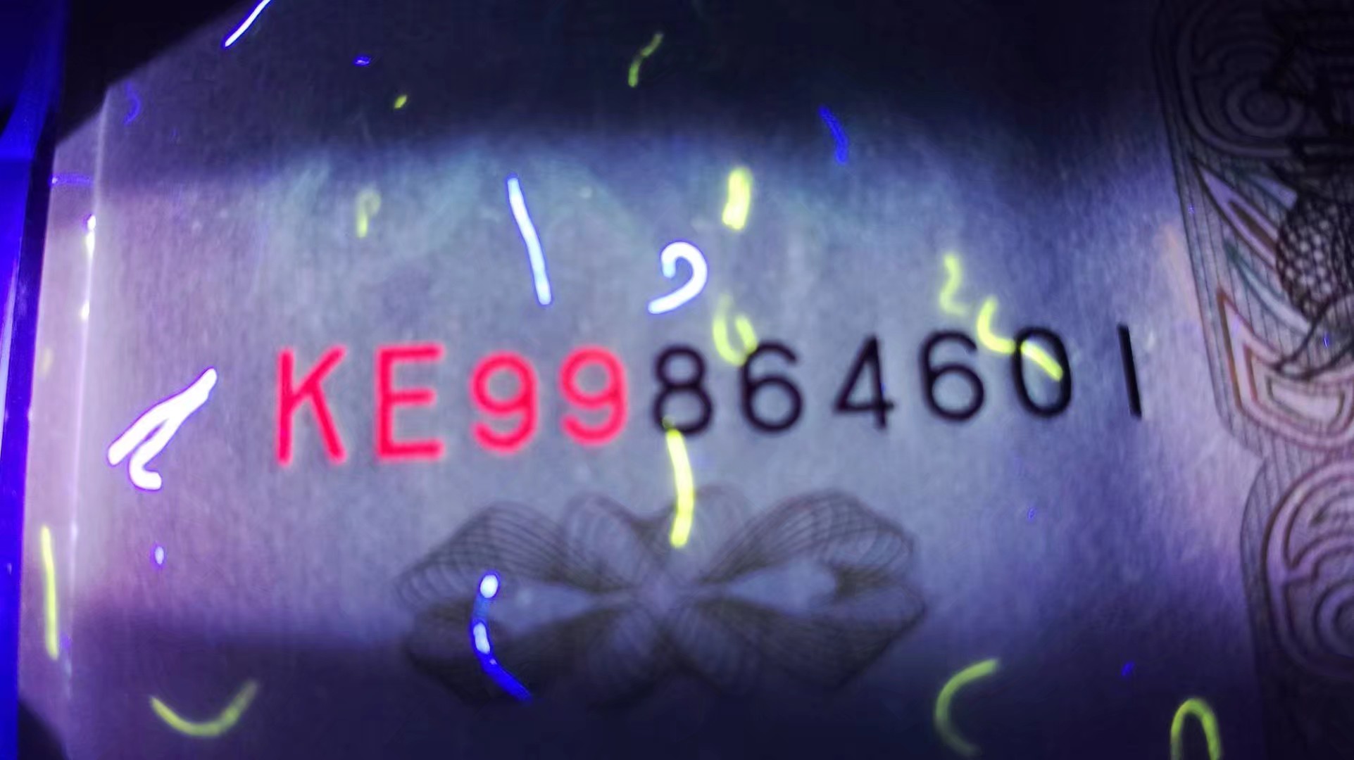 991大叶兰的闪光点