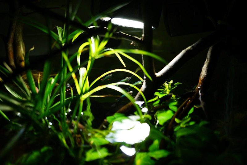 南美水族论坛推荐,南美水草造景论坛