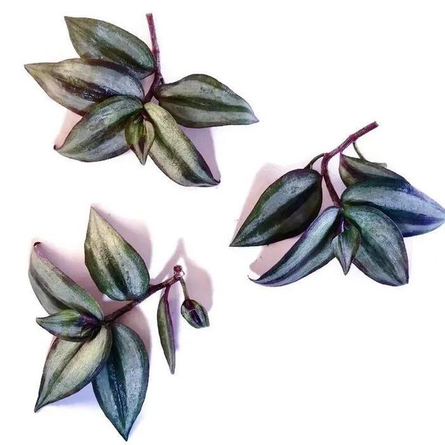 鸭跖草绿叶盆栽,鸭跖草盆栽