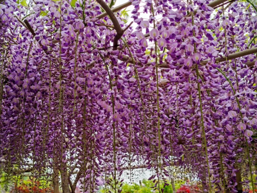 紫藤花开带你看世界,万紫花