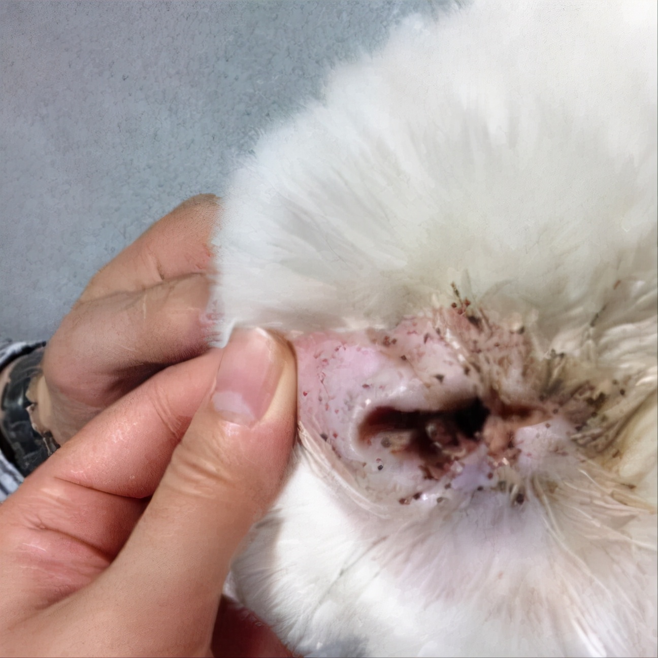 猫把耳屎给吞了怎么办,猫耳朵里有耳屎