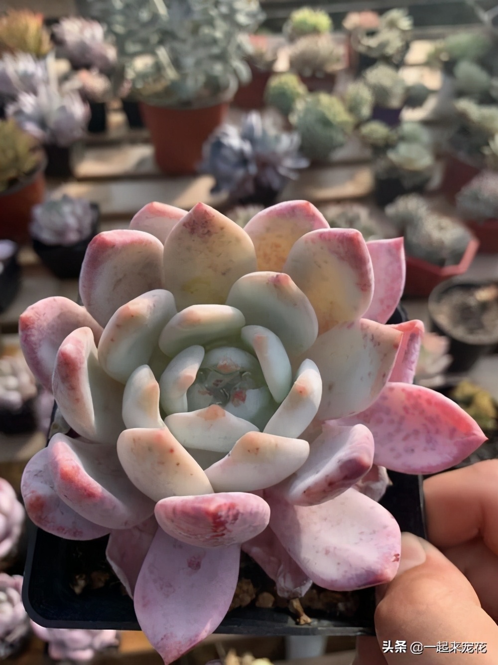 晚霞多肉叶片打蔫,火狐狸多肉叶片不打蔫