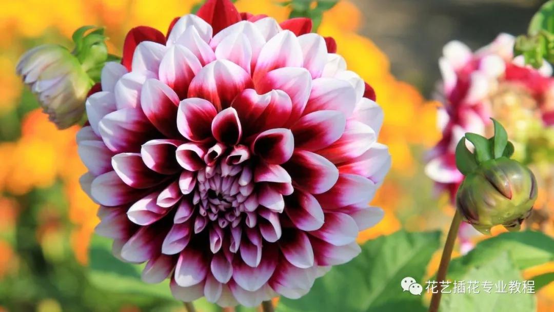 20种常见的菊科植物有哪些,哪些菊科植物好养