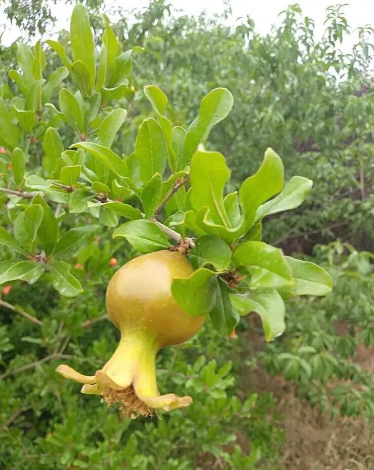 植物百科知识大全儿童,植物百科app