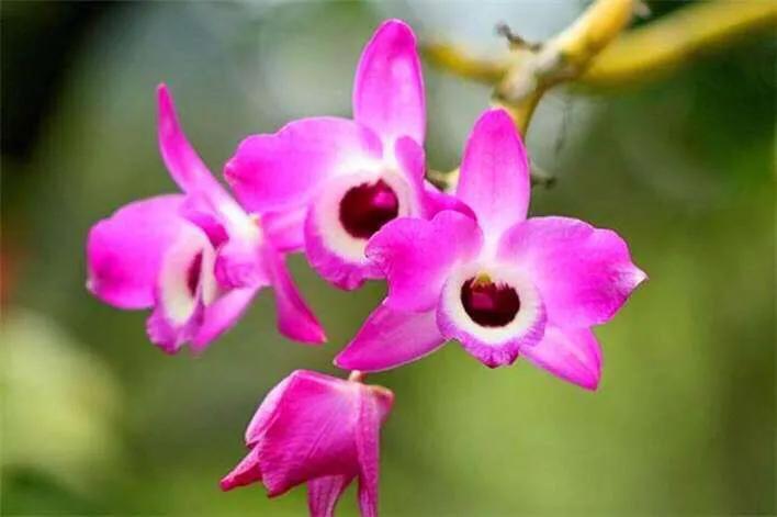 石斛兰叶子黑尖,石斛兰的茎杆子黄了怎么办