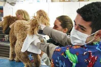 不给狗狗挤肛腺会得皮肤病吗,不给狗挤肛肠腺可以吗