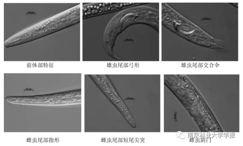 芽孢杆菌鉴定及菌株功能研究,蜡样芽孢杆菌标准菌株验证
