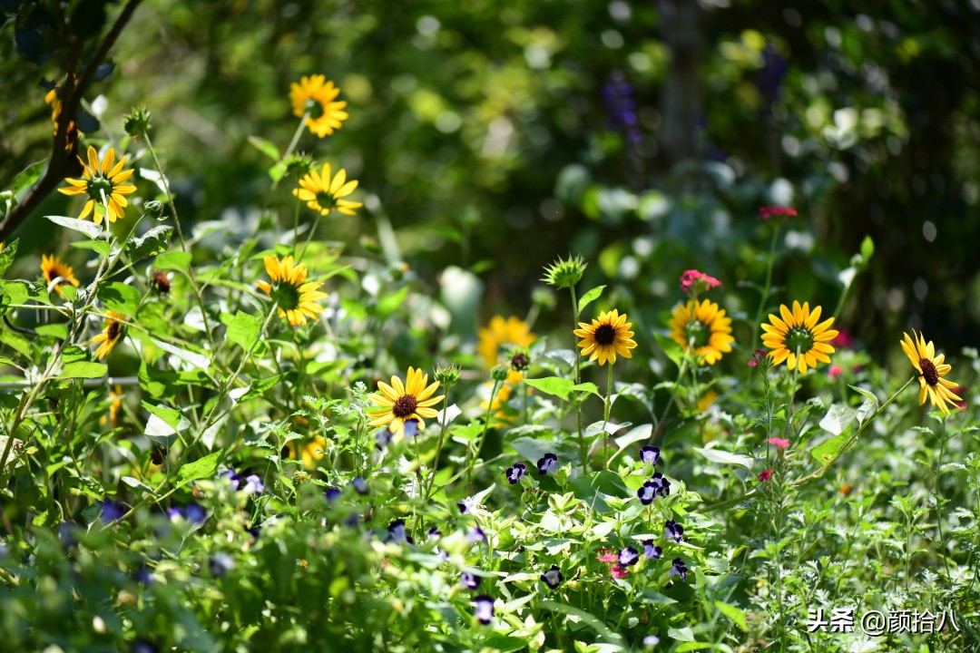 这个夏天我在花园里种向日葵|园丁