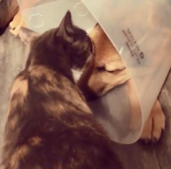 德牧从小养到大,德牧把猫当成宝贝养