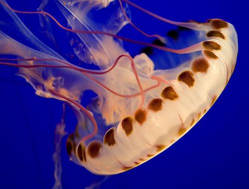 海洋十大巨齿鲨排名,海洋十大杀手