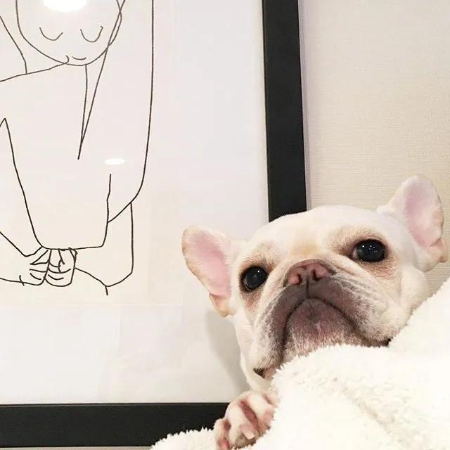 给狗起名字侵权吗,给狗起了一个字名字