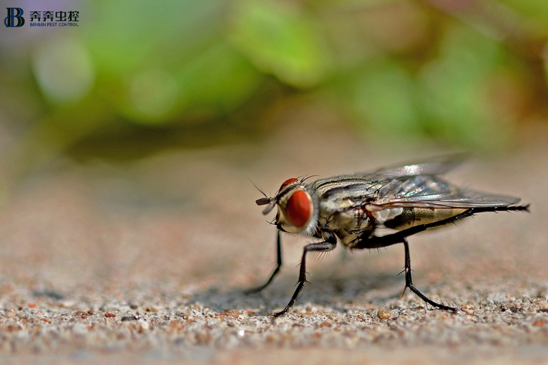 家中苍蝇怎么驱走,消灭苍蝇用什么药