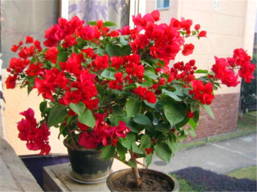 如何让三角梅只开花不长叶,夏季三角梅只长叶不开花怎么办呢