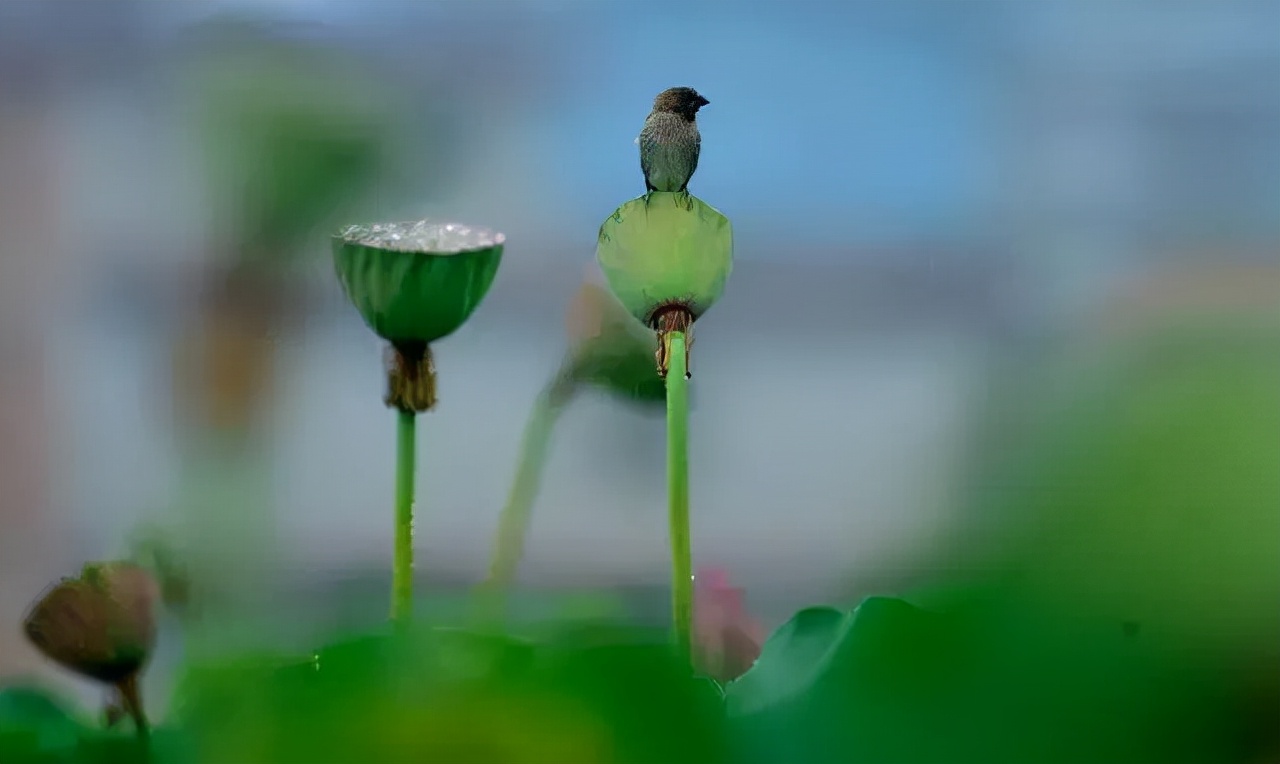 红河弥泸一体化发展,云南弥勒全域林业生态示范项目