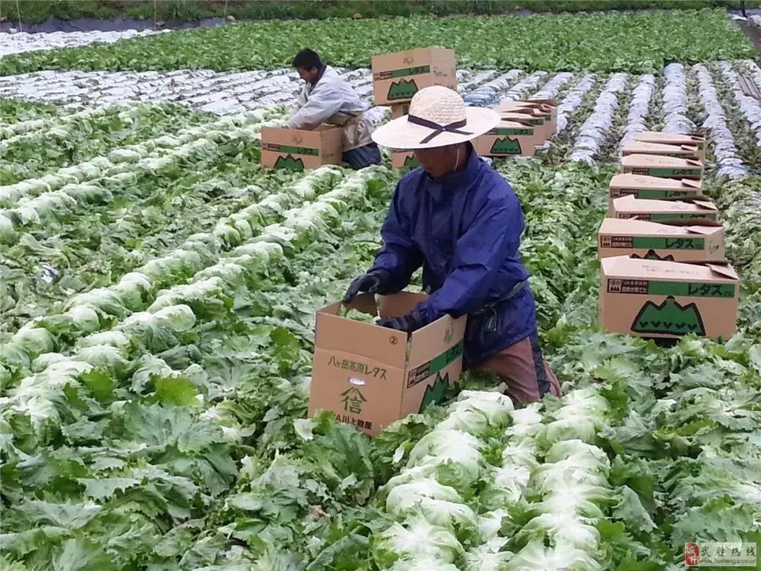 日本高科技农业有哪些,日本农业值得研究的点