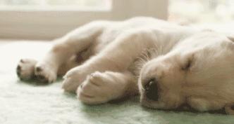 狗狗睡觉时抽搐是怎么回事,狗狗睡觉突然抽搐是什么原因