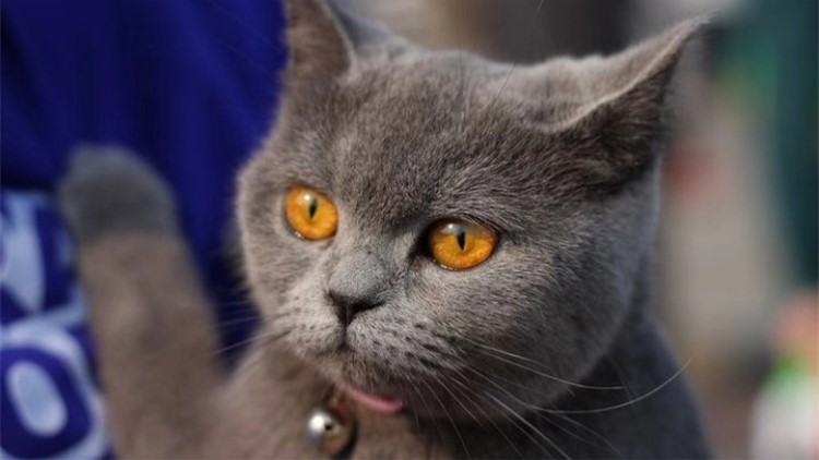 喵星人吃胖了的表现,喵星人怎么吃才会吃得少