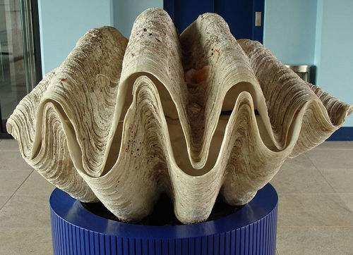 世界上最珍稀的珍珠贝壳,最大的贝壳珍珠