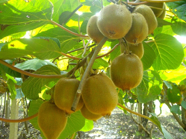 眉县猕猴桃电商2016年,眉县猕猴桃电商刘超