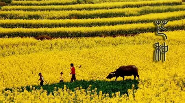 芒种种出新希望,芒种和幸福播种
