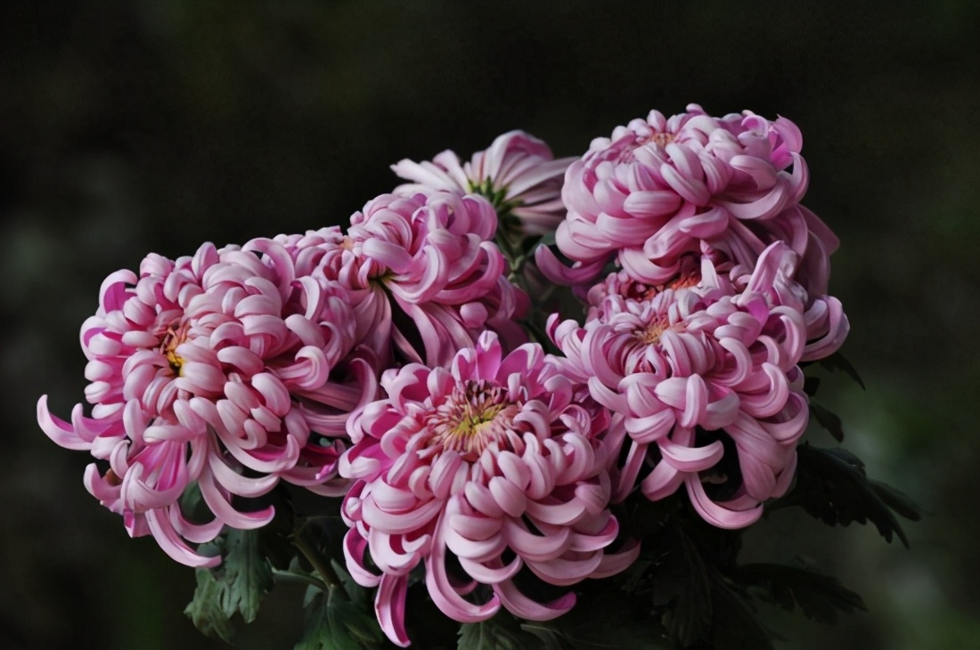 树的花语你知道是什么吗,你知道茉莉花的花语吗