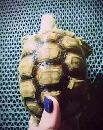 重口味慎入！美女玩起了大肉虫子，竟盘得又红又亮！