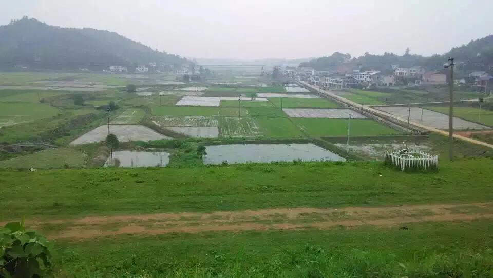 乡村散文：捉鱼弄虾（原创）