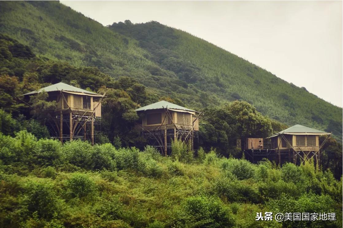 一叶一菩提由来,一叶一菩提是什么特色