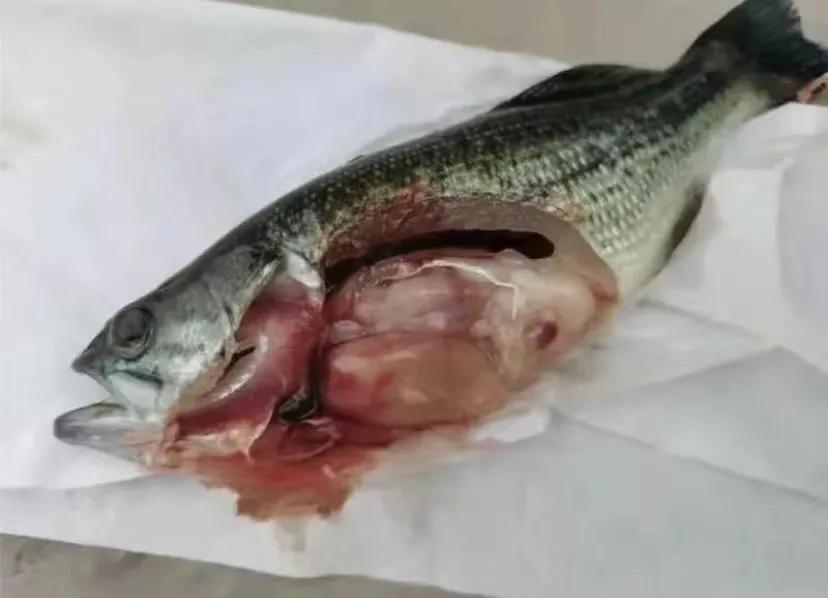 加州鲈苗为什么感染虹彩病毒,加州虹彩病毒如何治疗