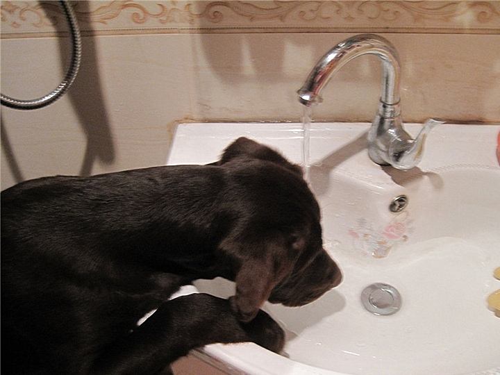 狗狗轻微中暑的正确处理方法,夏天狗狗中暑最快解决方法