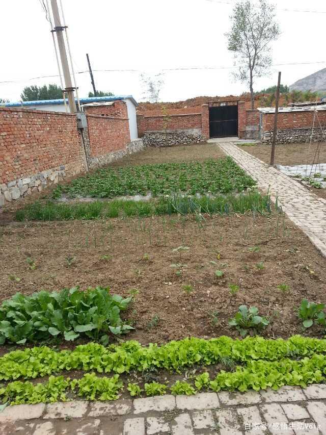 乡情散文：小院，童年