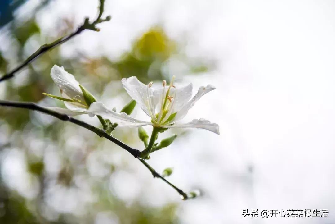 肇庆七星岩景区可以玩多久,全国最便宜的5a级景区