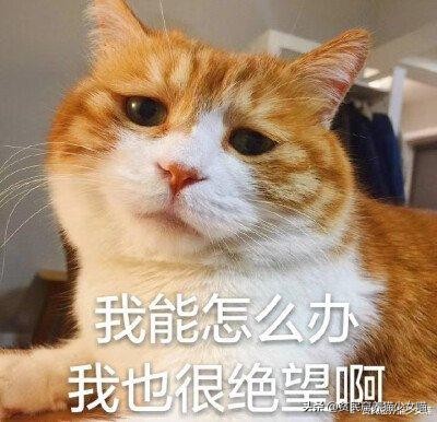 铲屎官发现俩猫咪,猫咪铲屎除臭最有效的方法