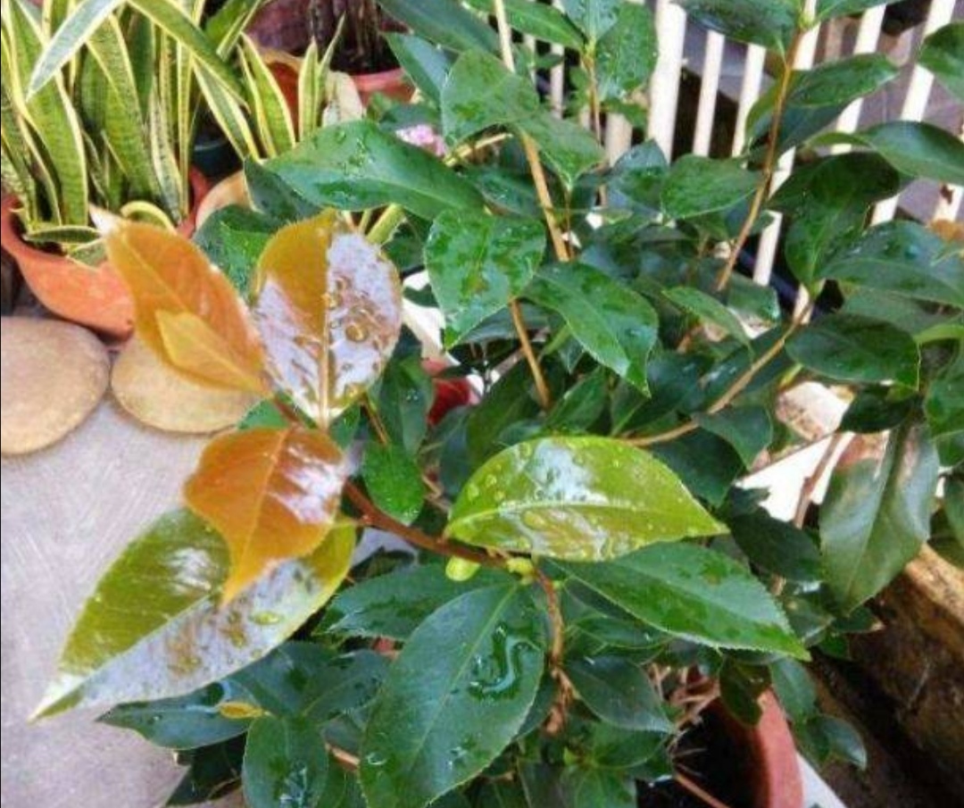 冬季茉莉盆栽叶片变黄是什么原因,栀子茉莉花黄叶掉花什么原因